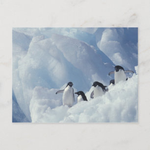 Cartão Postal Antártica. Pinguins addeliados