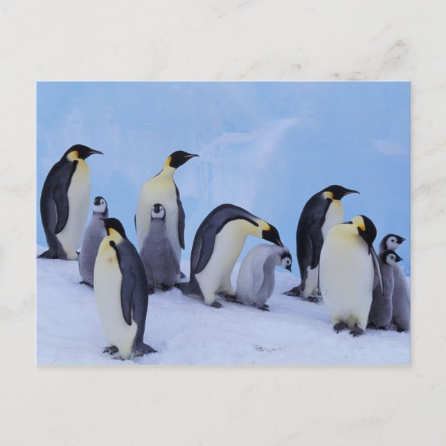 Cartão Postal Antártica, Pinguins Imporadores (Frente)