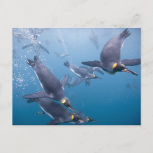 Cartão Postal Antártida, Ilha da Geórgia do Sul (Reino Unido), 2