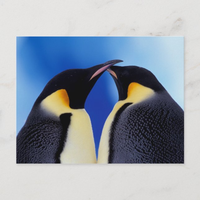Cartão Postal Antártida, Pinguins Imperadores (Frente)