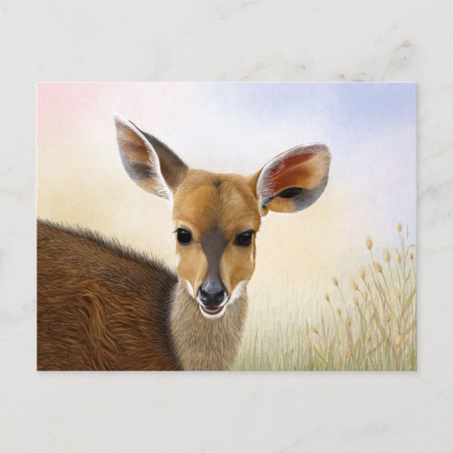 Cartão Postal Antelope Bushbuck Young African Deer Drawing (Frente)