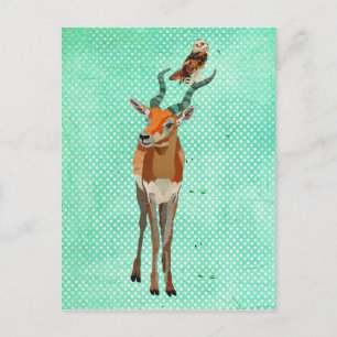 Cartão postal ANTELOPE e OWL