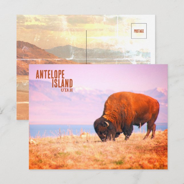 Cartão Postal Antelope Island Bison (Frente/Verso)