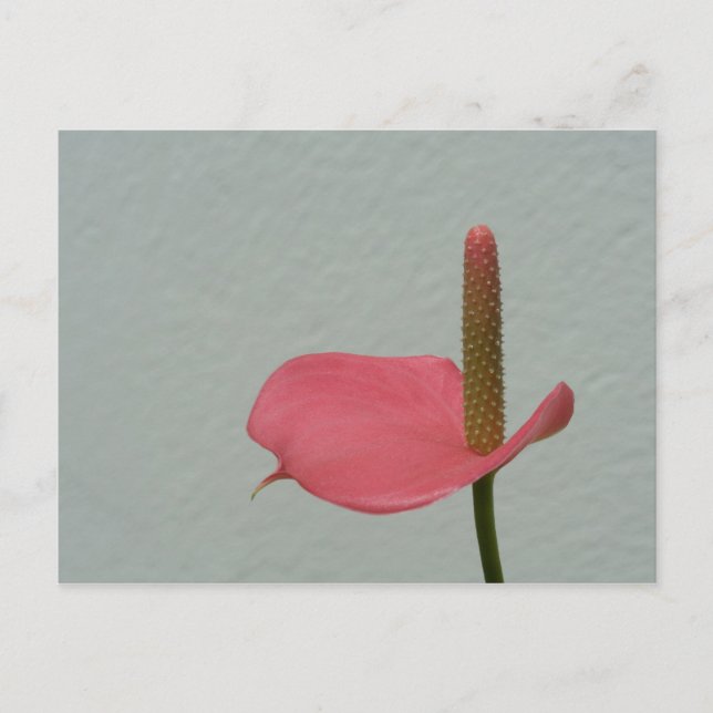 Cartão Postal Anthurium (Frente)