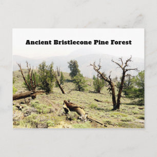 Cartão Postal Antiga Floresta de Pinus Bristlecone na Califórnia