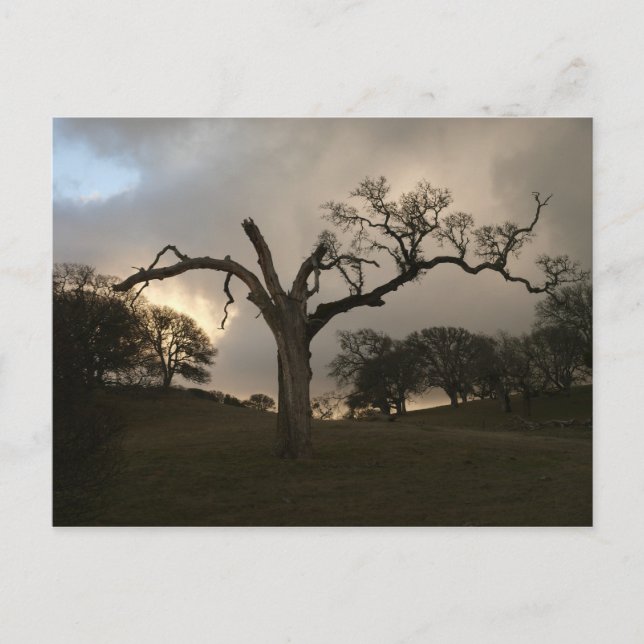 Cartão Postal Antigo Carvalho de inverno (Frente)