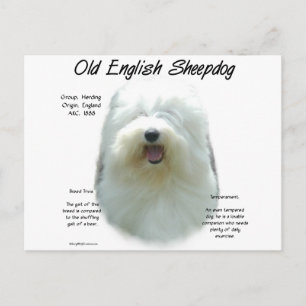 Cartão Postal Antigo Design de História do Sheepdog Inglês