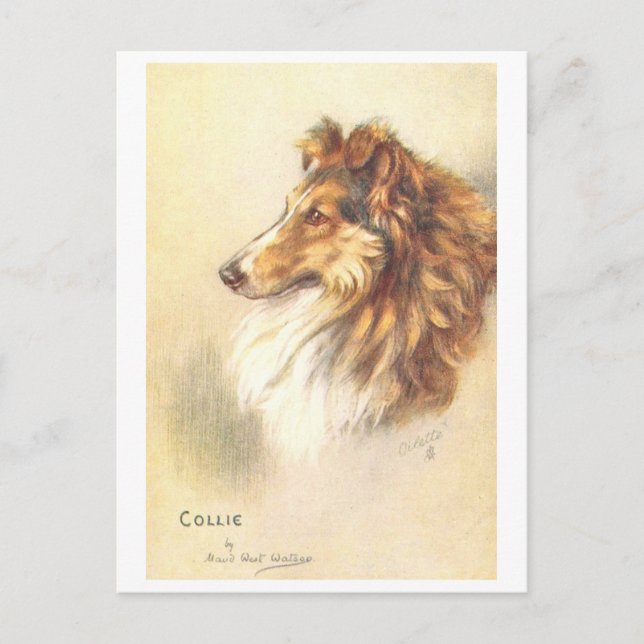 Cartão postal antigo do Collie (Frente)