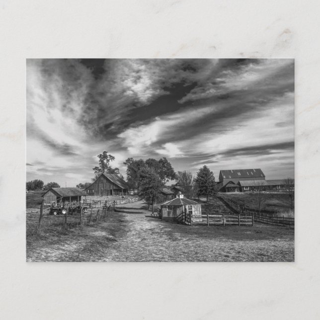 Cartão postal antigo em preto e branco de uma faze (Frente)