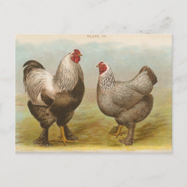 Cartão postal antigo "Frangos Dark Brahama" (Frente)