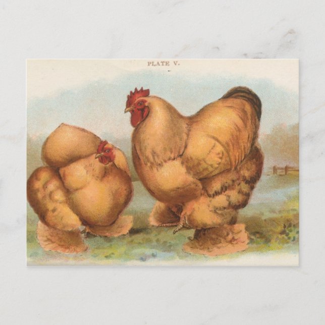 Cartão postal antigo "Galinha Cochin Amarela" (Frente)