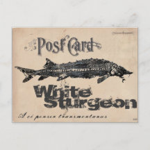 Cartão postal antigo Gyotaku de Esturjão Branco