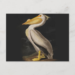 Cartão Postal Antigo Pelicano Branco de John James Audubon Coste