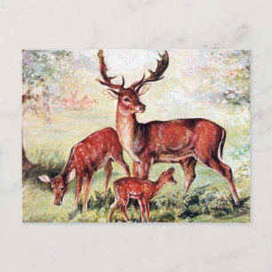 Cartão Postal Antigo - Veado-vermelho