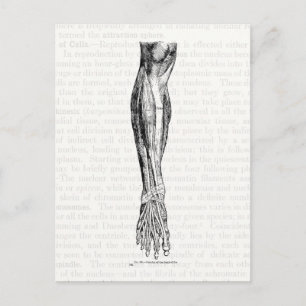 Cartão Postal Antigos músculos de desenho da anatomia do preto 