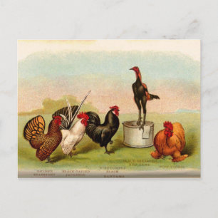 Cartão Postal antiguidade Louis P. Graham Bantams Aves de capoei