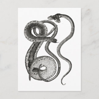 Cartão Postal Antiguidades de Cobra de Duas Cabeças Raridades Cu
