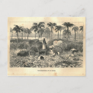 Cartão Postal Antilhas Impressão Cuba de 1877, Terra e seus pov
