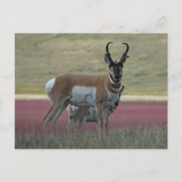 Cartão Postal Antilope A24 Pronghorn