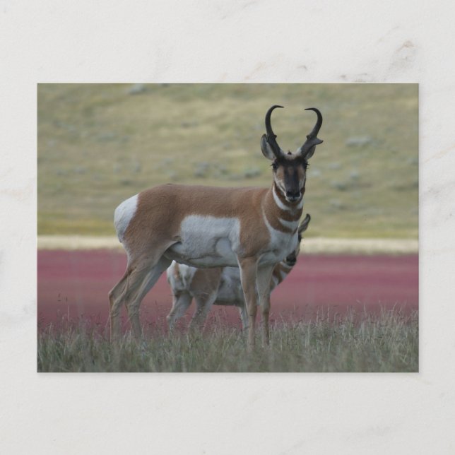 Cartão Postal Antilope A24 Pronghorn (Frente)