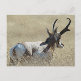 Cartão Postal Antílope Americano A14 Buck Sunshine