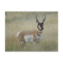 Antílope Americano Grande A8