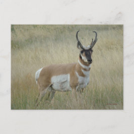 Cartão Postal Antílope Americano Grande A8