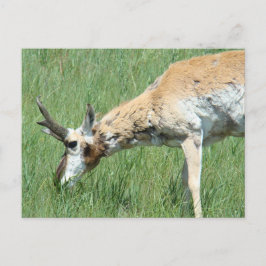 Cartão Postal Antílope Americano Macho Pastando