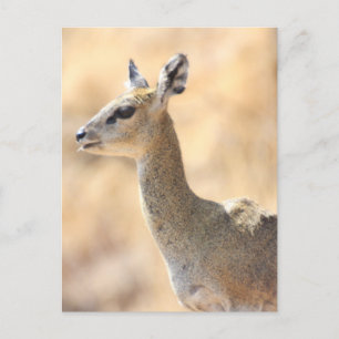 Cartão Postal antílope de Klipspringer