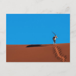 Cartão Postal Antílope do Oryx no deserto de Namib
