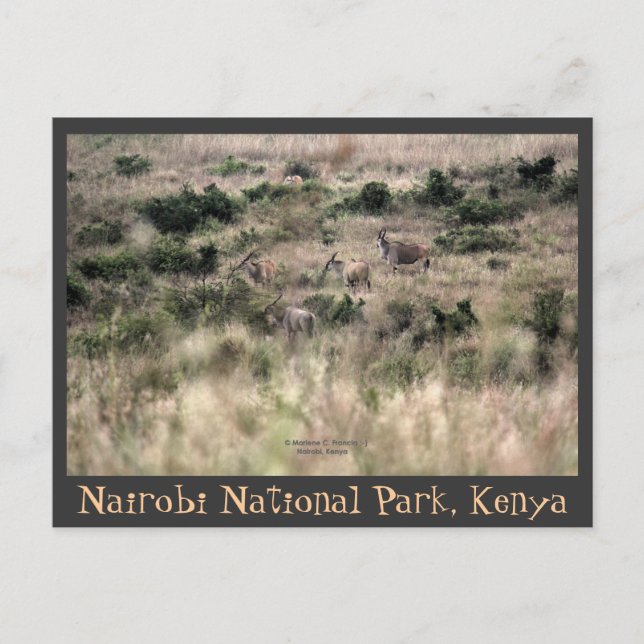 Cartão Postal Antílopes Eland no Parque Nacional de Nairobi, Quê (Frente)