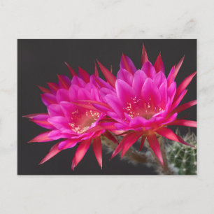Cartão Postal Antimatéria Cactus Flor vezes dois