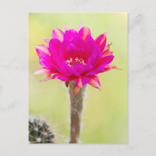 Cartão Postal Antimatéria excitante Cactus Bloom