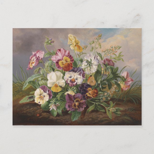 Cartão Postal Anton Mollis Vintage Pansy (Frente)