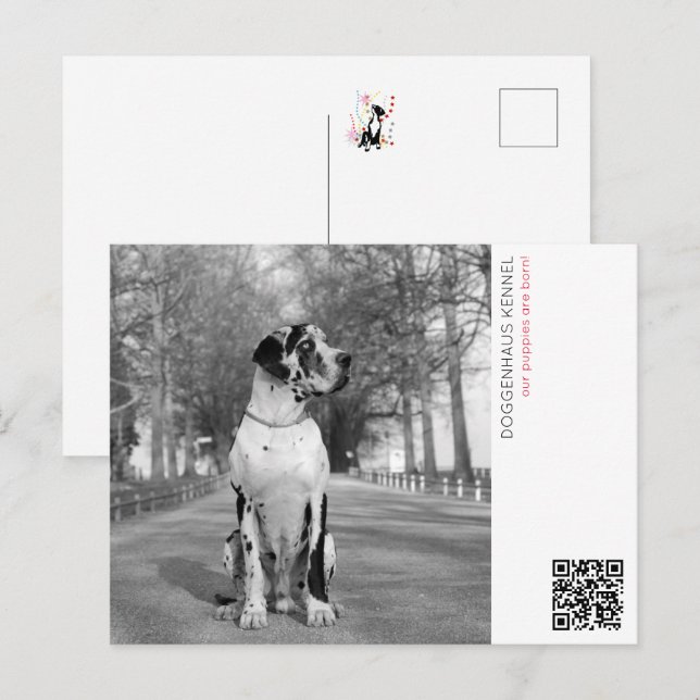 Cartão Postal Anúncio de filhote (Frente/Verso)