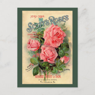 Cartão Postal Anúncio de Rosas Scotts