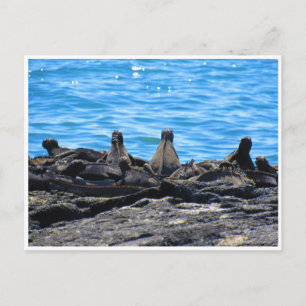 Cartão Postal aparência da iguana marinha