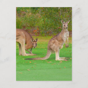 Cartão Postal aparência de canguru