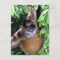 aparência do macaco-aranha