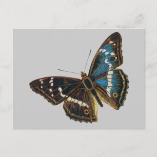 Cartão Postal Apatura iris