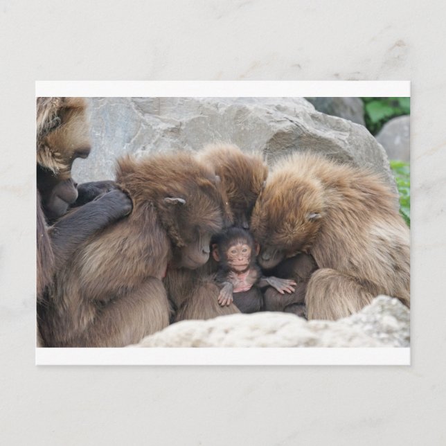 Cartão Postal Ape (Frente)