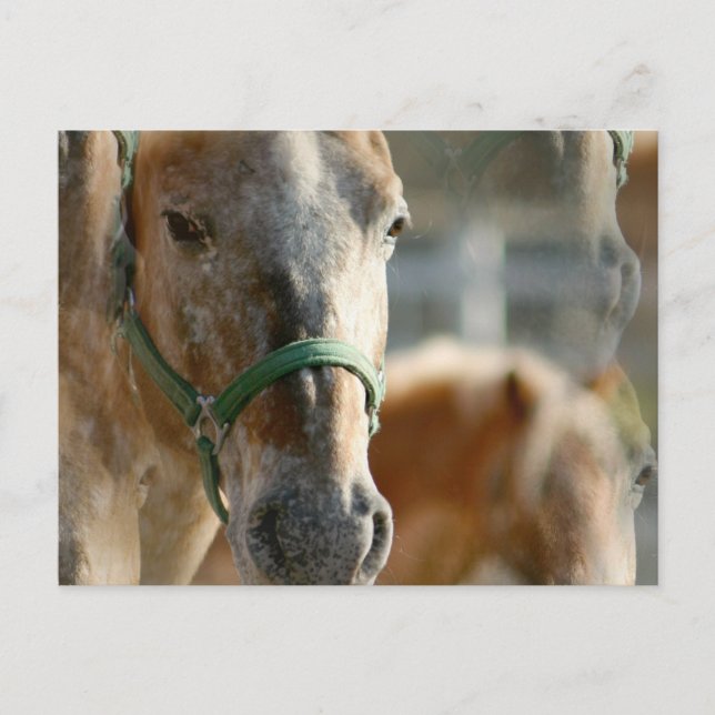Cartão Postal Apenas Cartão-postal Appaloosas (Frente)