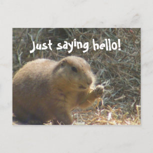 Cartão Postal Apenas cumprimentando! Cartão-postal Prairie Dog