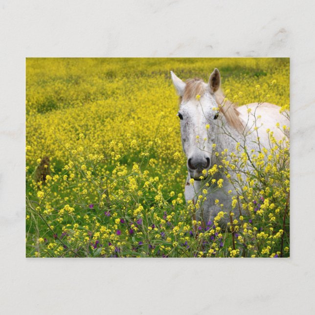 Cartão Postal Apenas Curioso (Frente)