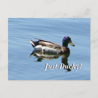 Cartão Postal Apenas Ducky!