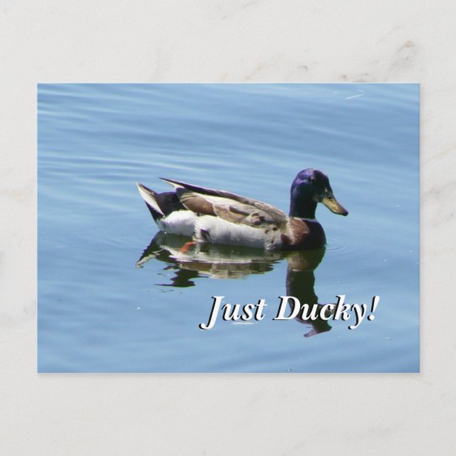 Cartão Postal Apenas Ducky! (Frente)