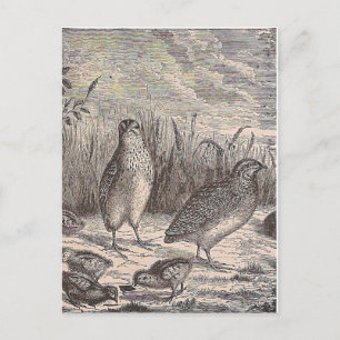 Cartão Postal Apenas Quail