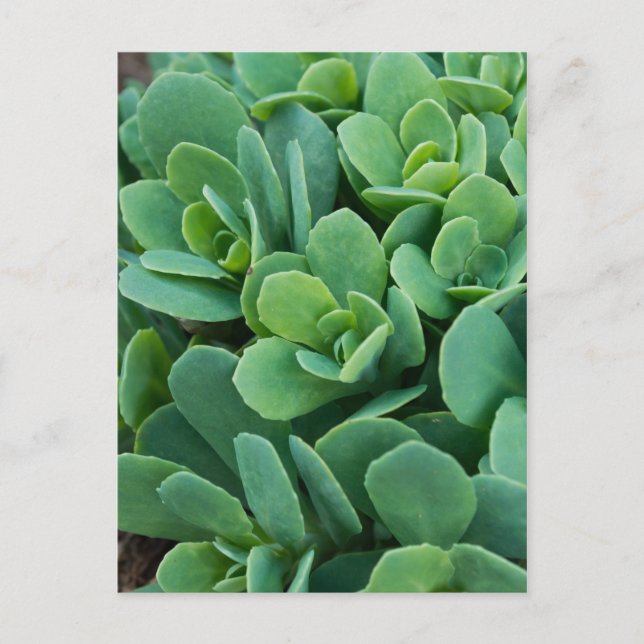 Cartão Postal Apenas Sedum (Frente)