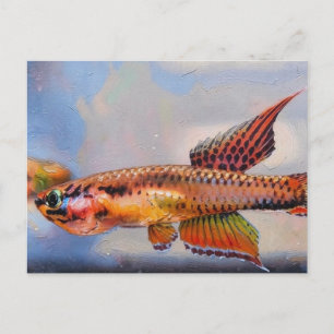 Cartão Postal aphyosemion bitaeniatum ijebu ode Killifish
