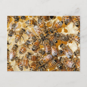 Cartão Postal Apicultura na Arlo's Honey Farm